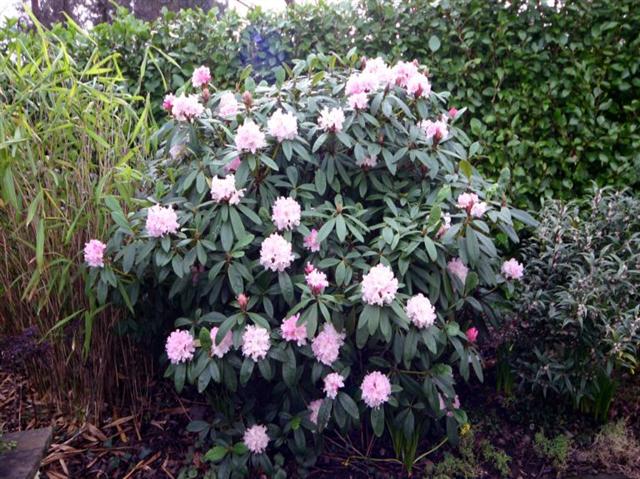 Rhododendron Cheer – Kilmarnock Nurseries